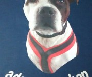 Save a life adopt don't shop