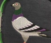 pigeon